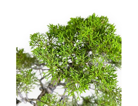 Juniperus Chinensis - Wacholder - 42 cm