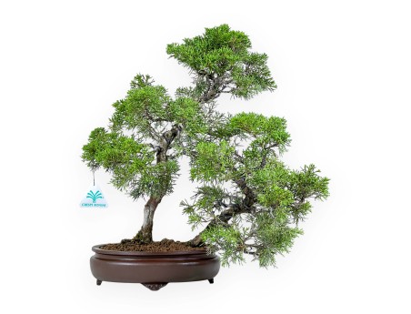 Juniperus Chinensis - Enebro - 42 cm