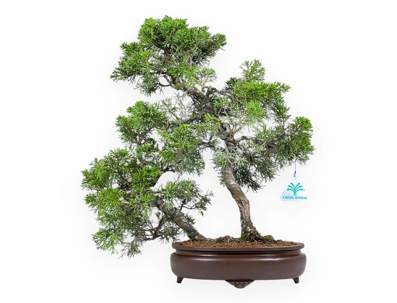Juniperus Chinensis - Enebro - 42 cm