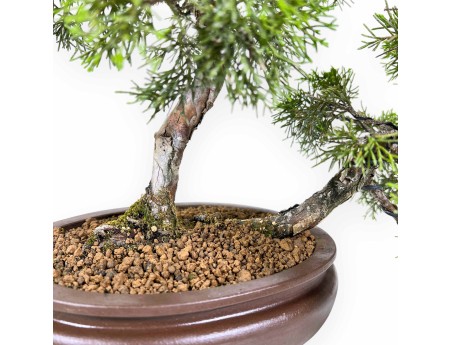 Juniperus Chinensis - Wacholder - 42 cm