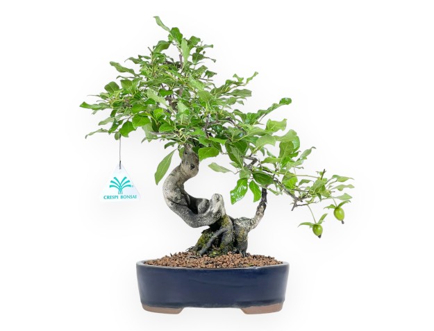 Diospyros Kaki - Kaki - 32 cm