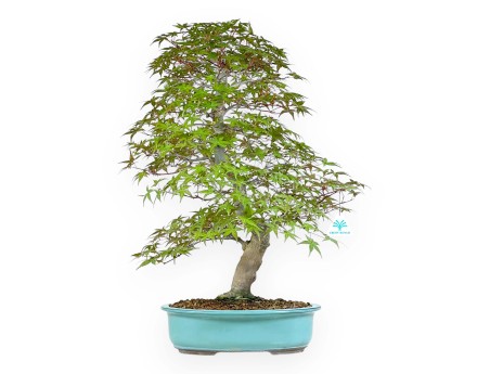 Acer Palmatum Deshojo - Esdoorn - 62 cm