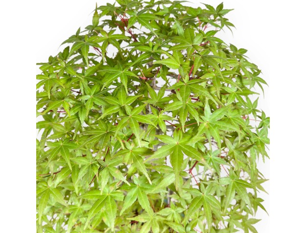 Acer Palmatum Deshojo - Érable - 62 cm 2