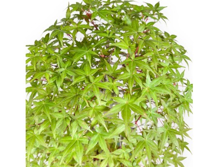 Acer Palmatum Deshojo - Arce - 62 cm