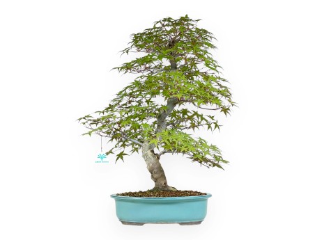 Acer Palmatum Deshojo - Arce - 62 cm