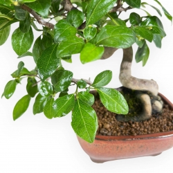 Diospyros Kaki - Kaki - 24 cm