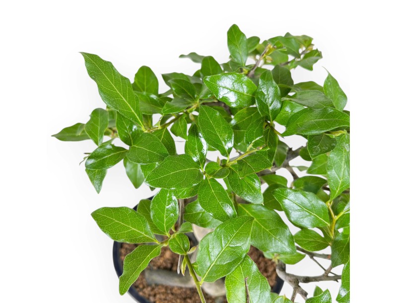 Diospyros Kaki - Kaki - 28 cm