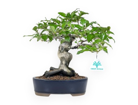 Diospyros Kaki - Kaki - 28 cm