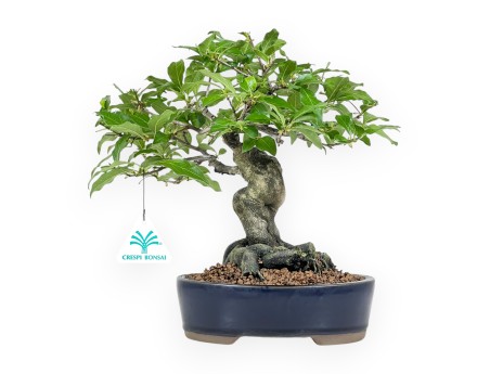 Diospyros Kaki - Kaki - 28 cm