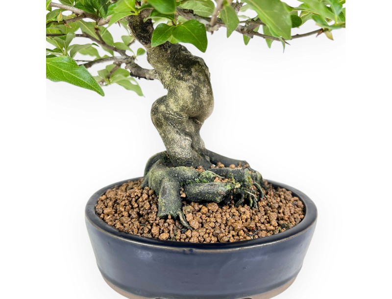 Diospyros Kaki - Kaki - 28 cm