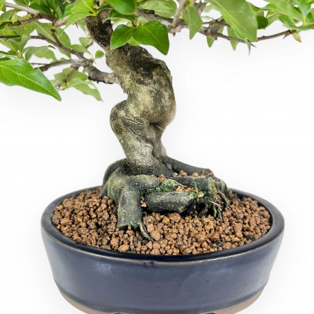 Diospyros Kaki - Kaki - 28 cm