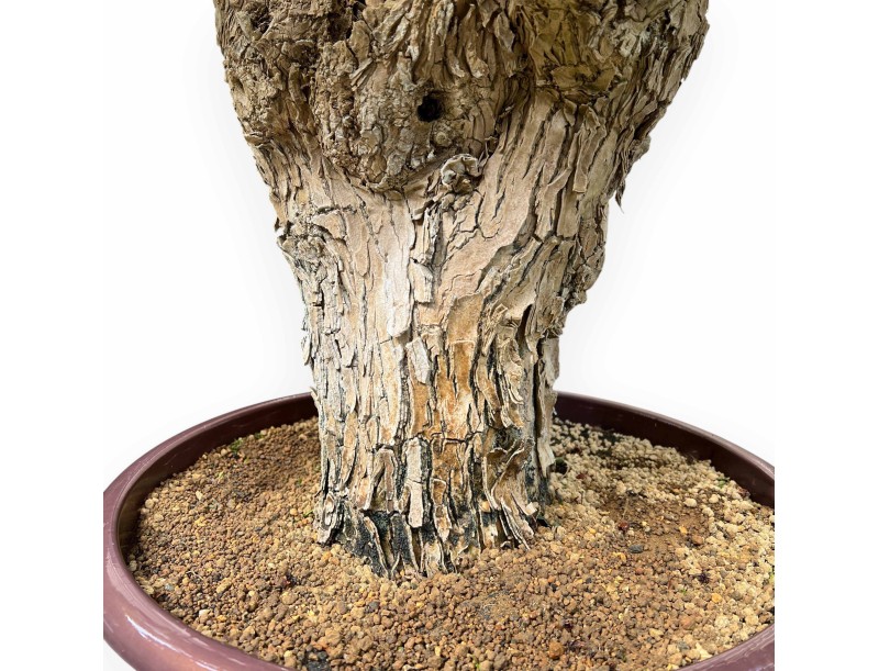 Bougainvillea - Bouganville - 130 cm