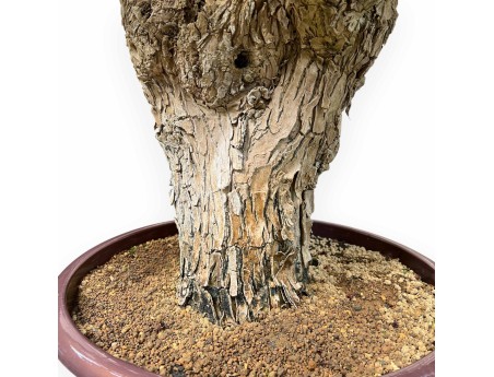 Bougainvillea - Bougainvillier - 130 cm