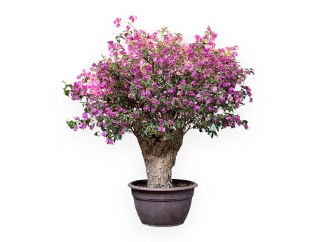 Bougainvillea - Bouganville - 130 cm