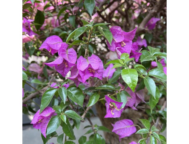 Bougainvillea - Bouganville - 130 cm 2