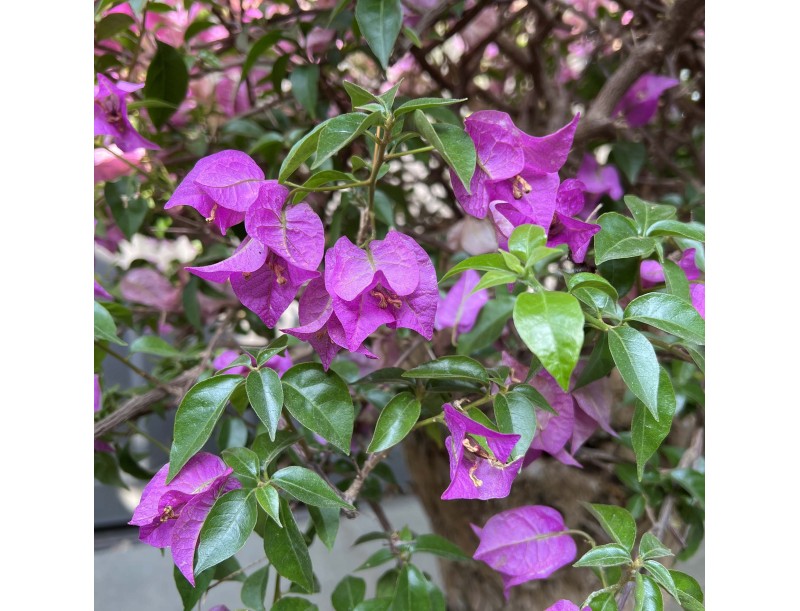 Bougainvillea - Bouganville - 130 cm