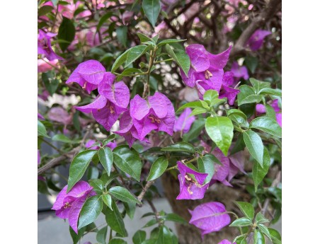 Bougainvillea - Bougainvillea - 130 cm