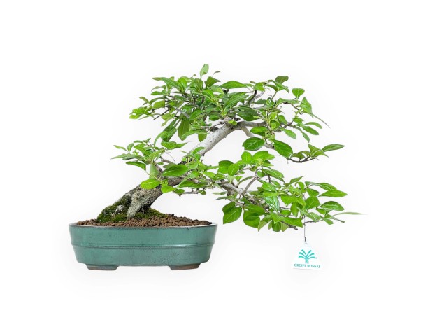 Diospyros Kaki - Kaki - 29 cm