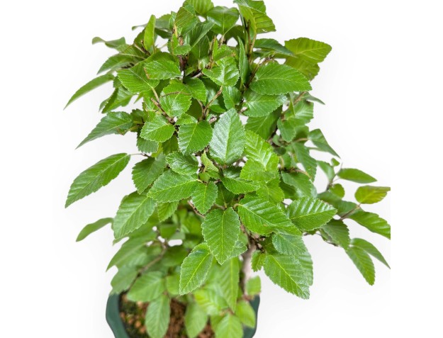 Carpinus Turczaninovii - Carpe - 29 cm 2