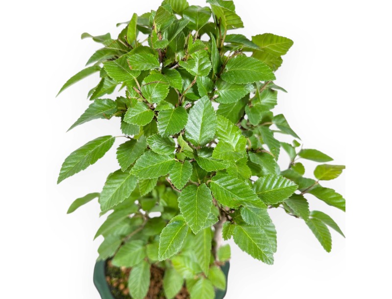 Carpinus Turczaninovii - Hornbeam - 29 cm