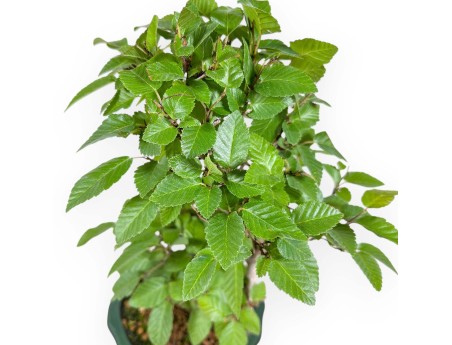 Carpinus Turczaninovii - Hornbeam - 29 cm