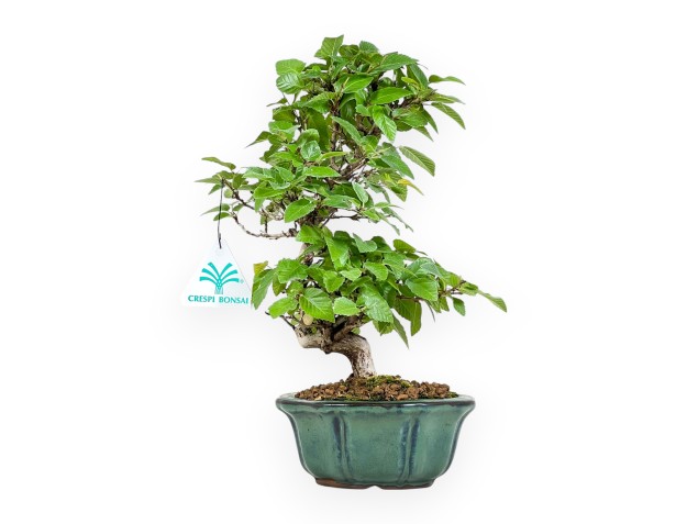 Carpinus Turczaninovii - Carpe - 29 cm