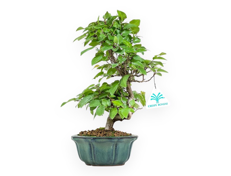 Carpinus Turczaninovii - Haagbeuk - 29 cm