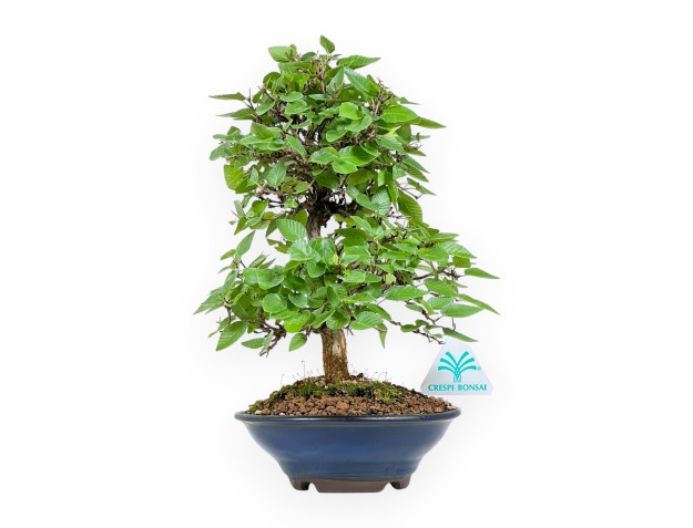 Carpinus Turczaninovii - Carpe - 29 cm