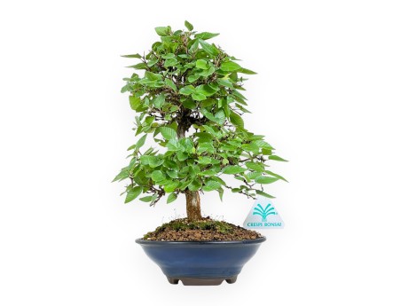 Carpinus Turczaninovii - Hainbuche - 29 cm