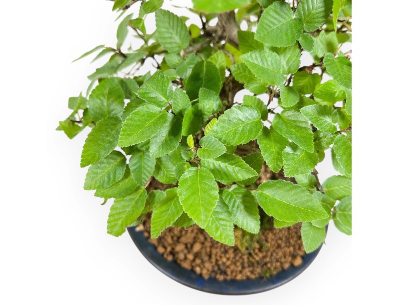 Carpinus Turczaninovii - Hornbeam - 29 cm