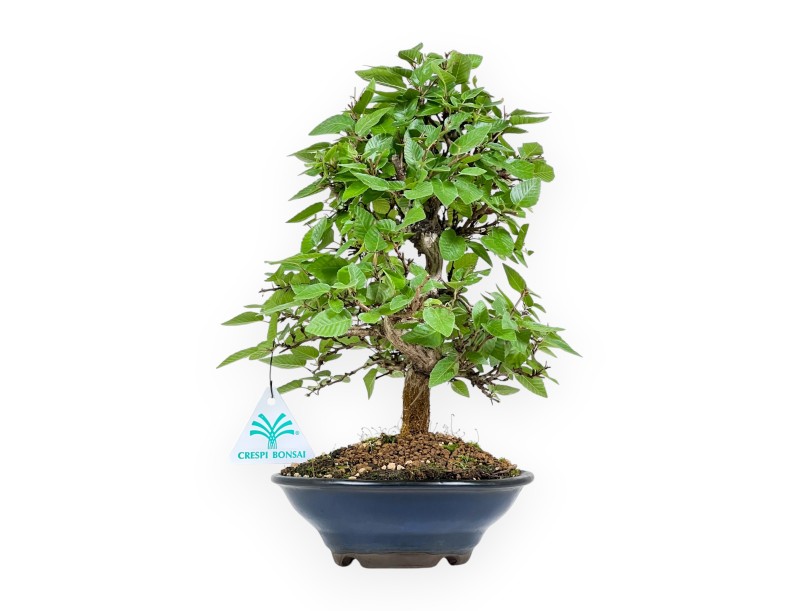Carpinus Turczaninovii - Hornbeam - 29 cm