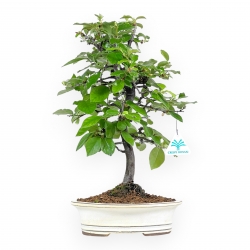 Pseudocydonia Chinensis - Apple Tree - 42 cm