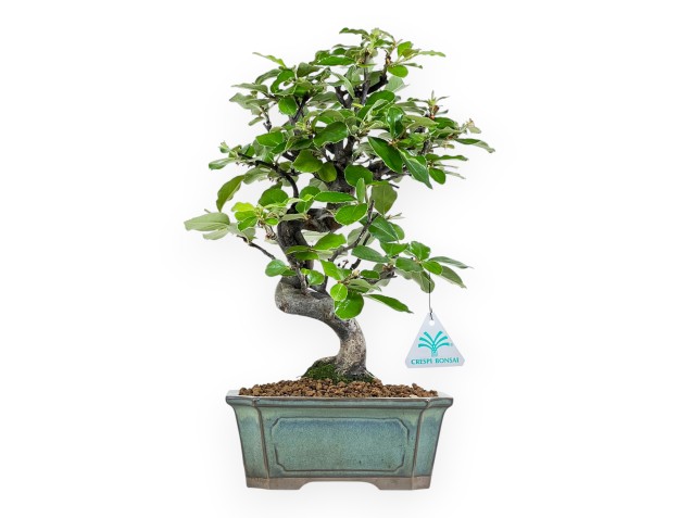 Pseudocydonia Chinensis - Cognassier - 36 cm