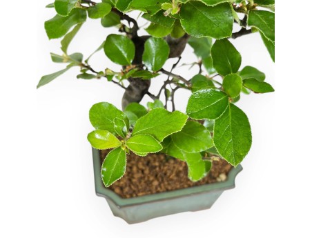 Pseudocydonia Chinensis - Apple Tree - 36 cm