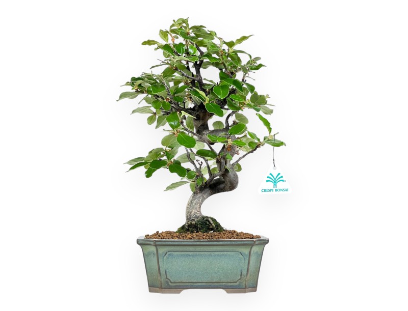 Pseudocydonia Chinensis - Cognassier - 36 cm