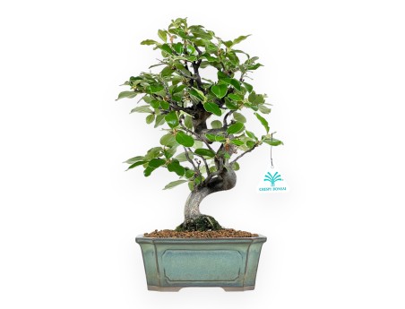 Pseudocydonia Chinensis - Cognassier - 36 cm