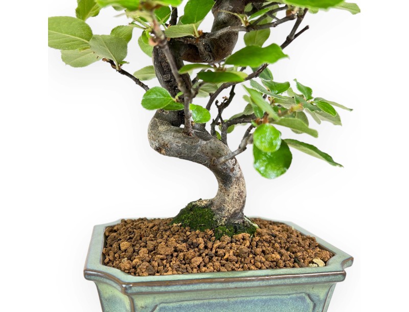 Pseudocydonia Chinensis - Apple Tree - 36 cm