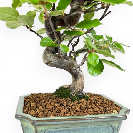 Pseudocydonia Chinensis - Apple Tree - 36 cm