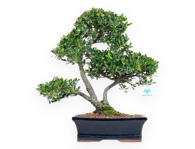 Ilex Crenata - Houx - 45 cm