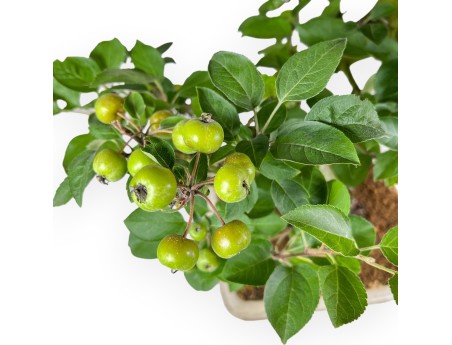 Malus Domestica - Apple Tree - 75 cm