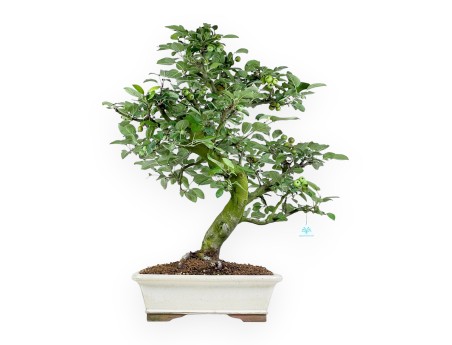 Malus Domestica - Apple Tree - 75 cm