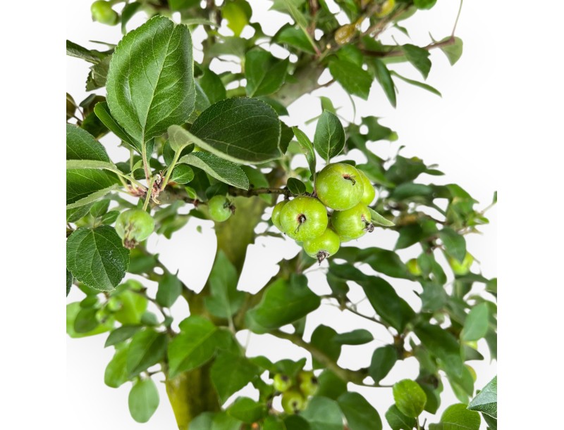 Malus Domestica - Melo - 75 cm