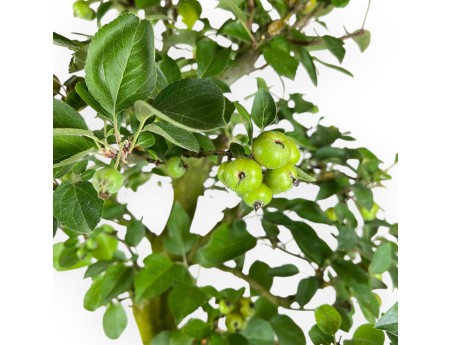 Malus Domestica - Apple Tree - 75 cm