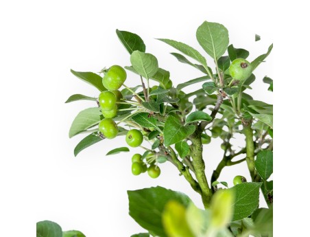 Malus Domestica - Melo - 71 cm