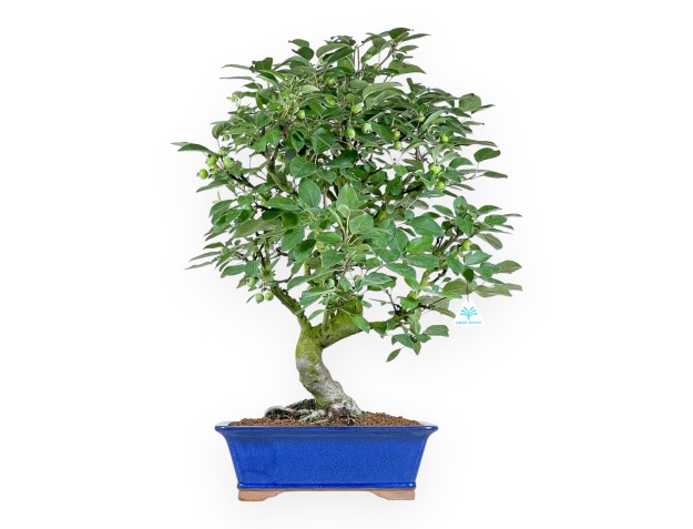 Malus Domestica - Apple Tree - 71 cm