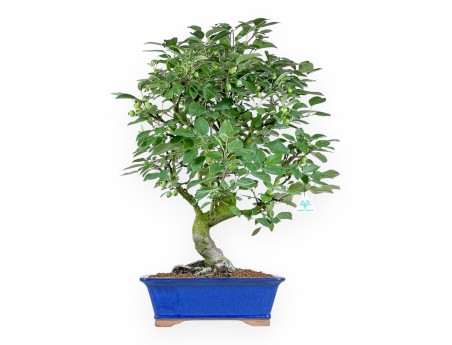 Malus Domestica - Melo - 71 cm