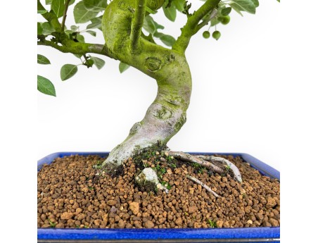 Malus Domestica - Melo - 71 cm