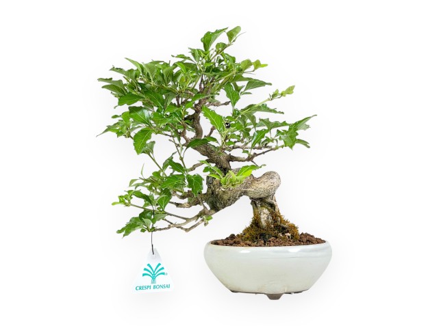 Premna Japonica - 26 cm