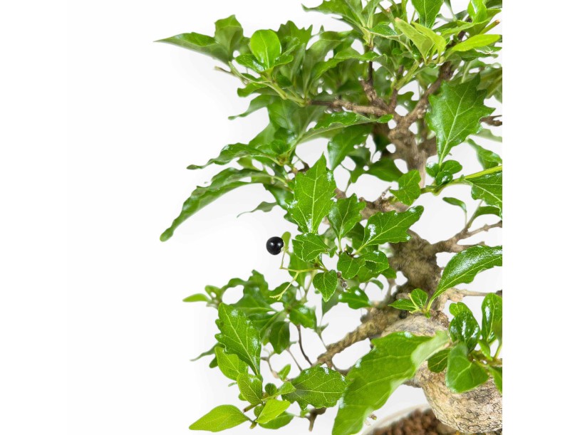 Premna Japonica - 26 cm