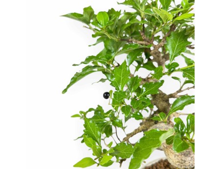 Premna Japonica - 26 cm